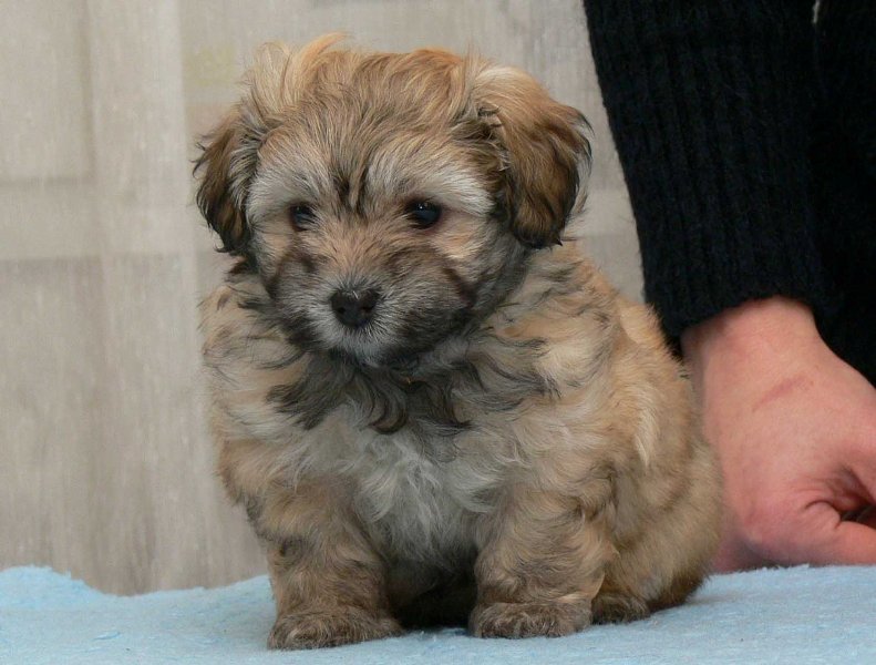Adorable Havanese puppy for rehoming Adelaide Dogs for sale